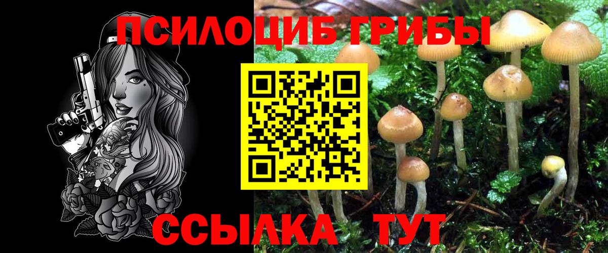 Псилоцибиновые грибы Psilocybe Симферополь